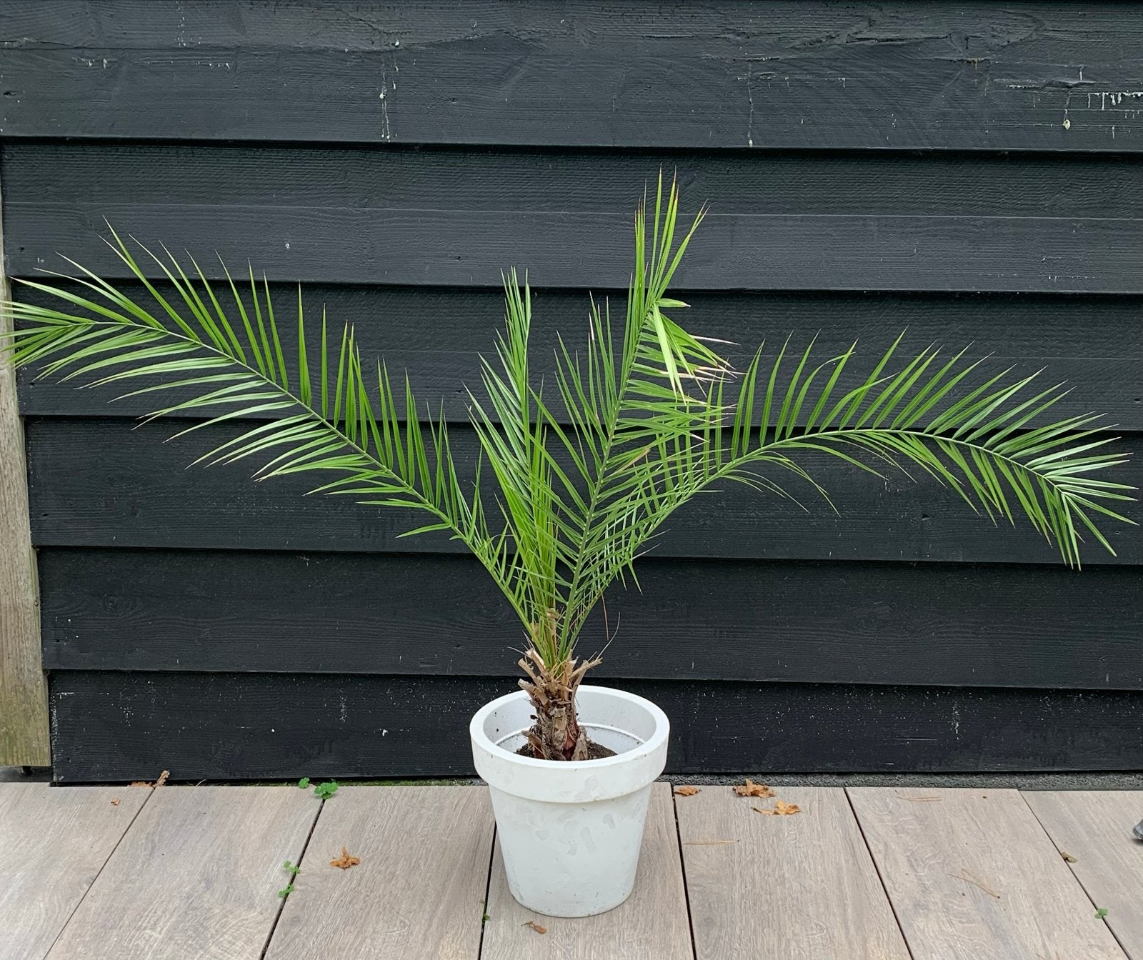 Dadelpalm met pot, Overige soorten, Volle zon, Vaste plant, Ophalen of Verzenden