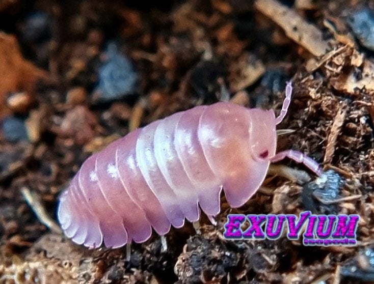 Cubaris sp. Pink Panda King isopods / pissebedden 50% OFF, Dieren en Toebehoren, Insecten en Spinnen, Overige soorten