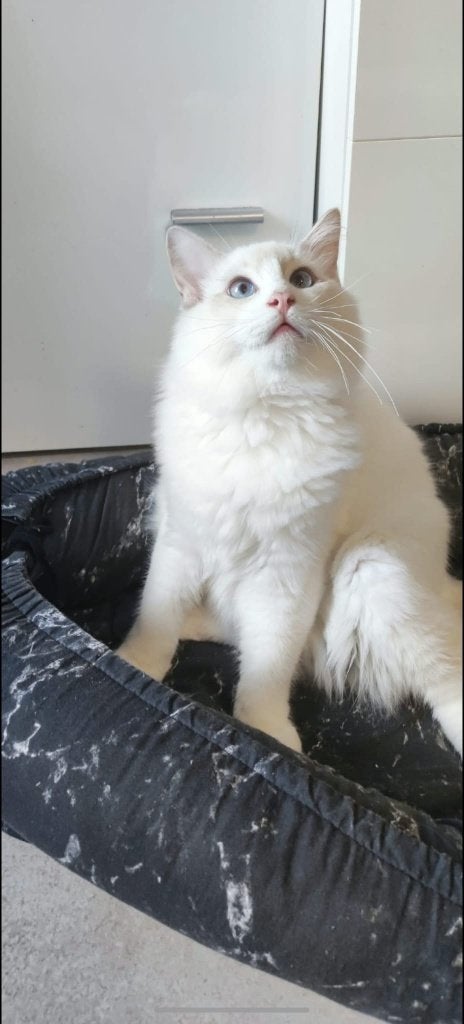 Lieve Ragdoll kitten zoekt een fijn en liefdevol thuis, Kater, Met stamboom, 0 tot 2 jaar