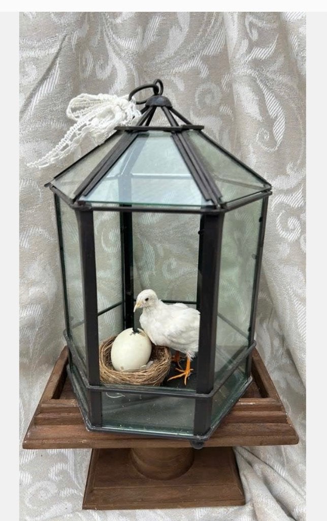 Echt opgezette witte Kwartel in glazen 6-kantige vitrine, Verzamelen, Ophalen of Verzenden, Zo goed als nieuw, Vogel, Opgezet dier