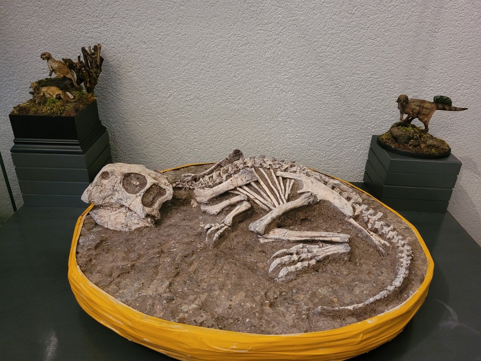 Psittacosaurus (dinosaurus) skelet in matrix, Verzamelen, Ophalen, Fossiel