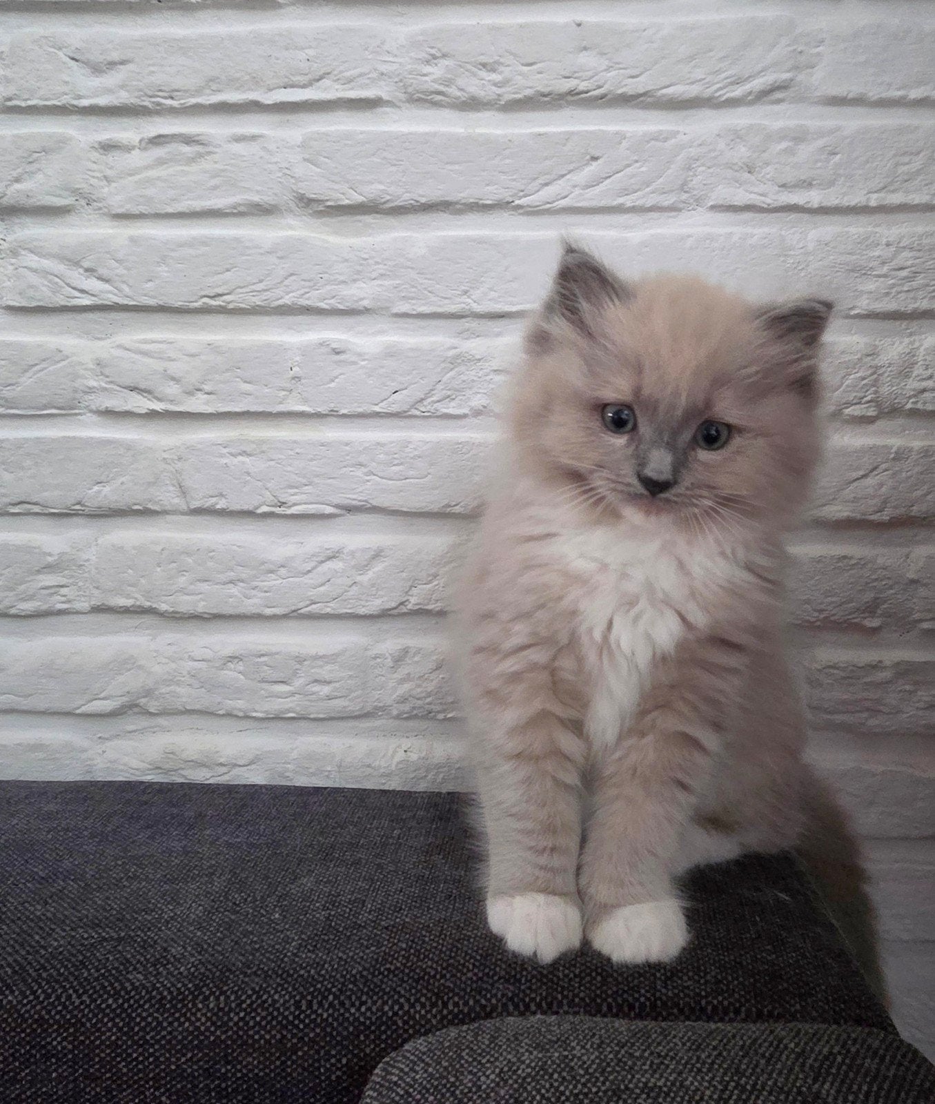 Allerliefste Ragdoll Kittens