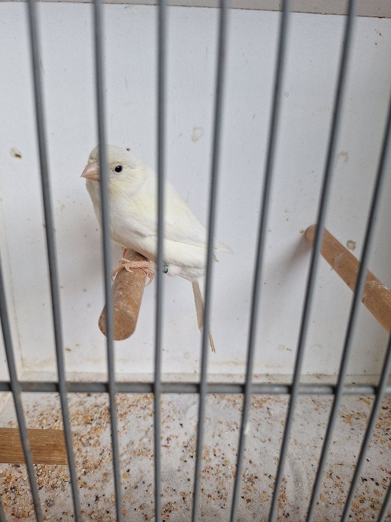 Kanarie (pop), Vrouwelijk, Kleurkanarie