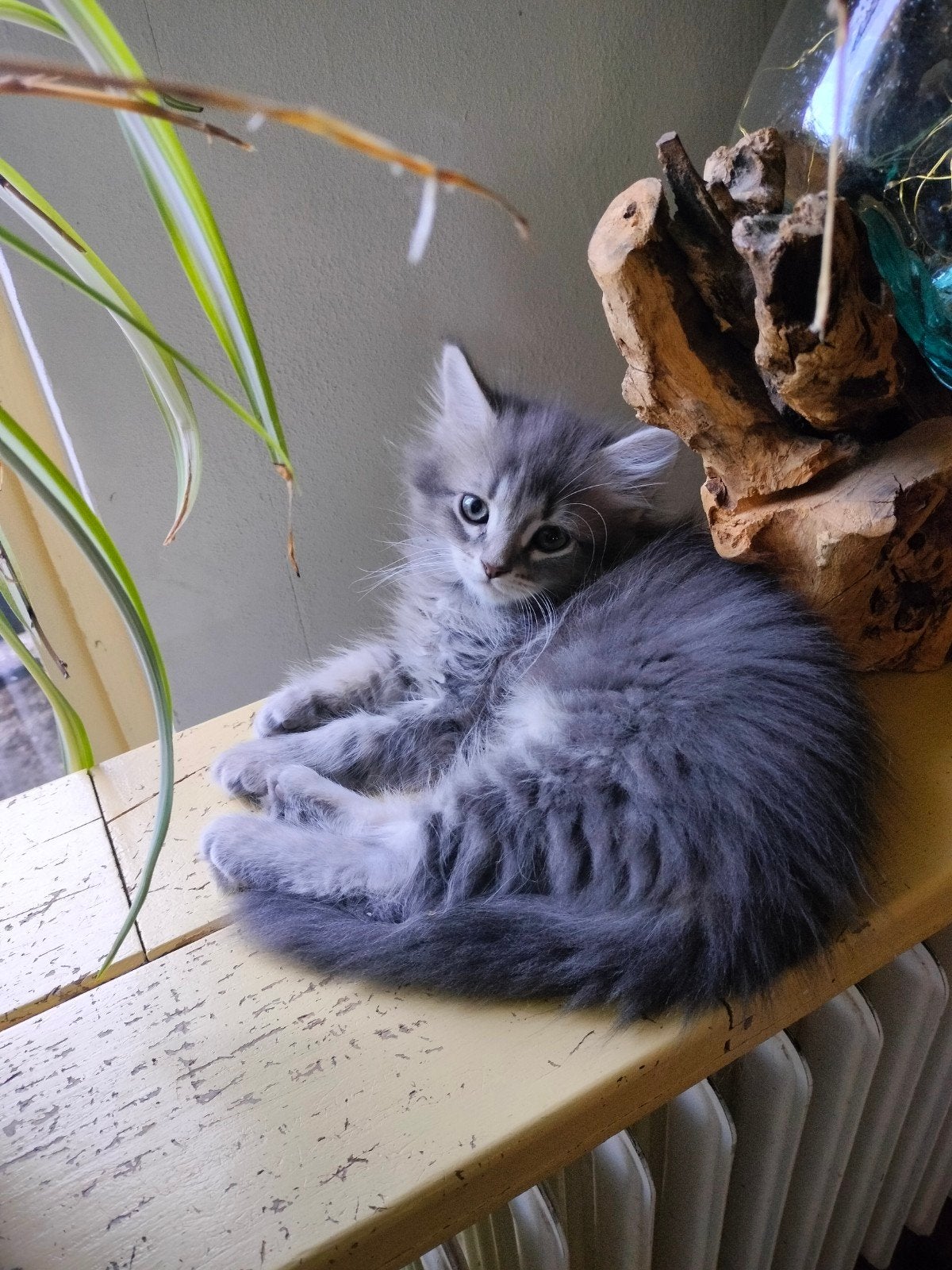 Siberische boskat kittens, Meerdere dieren, Ontwormd