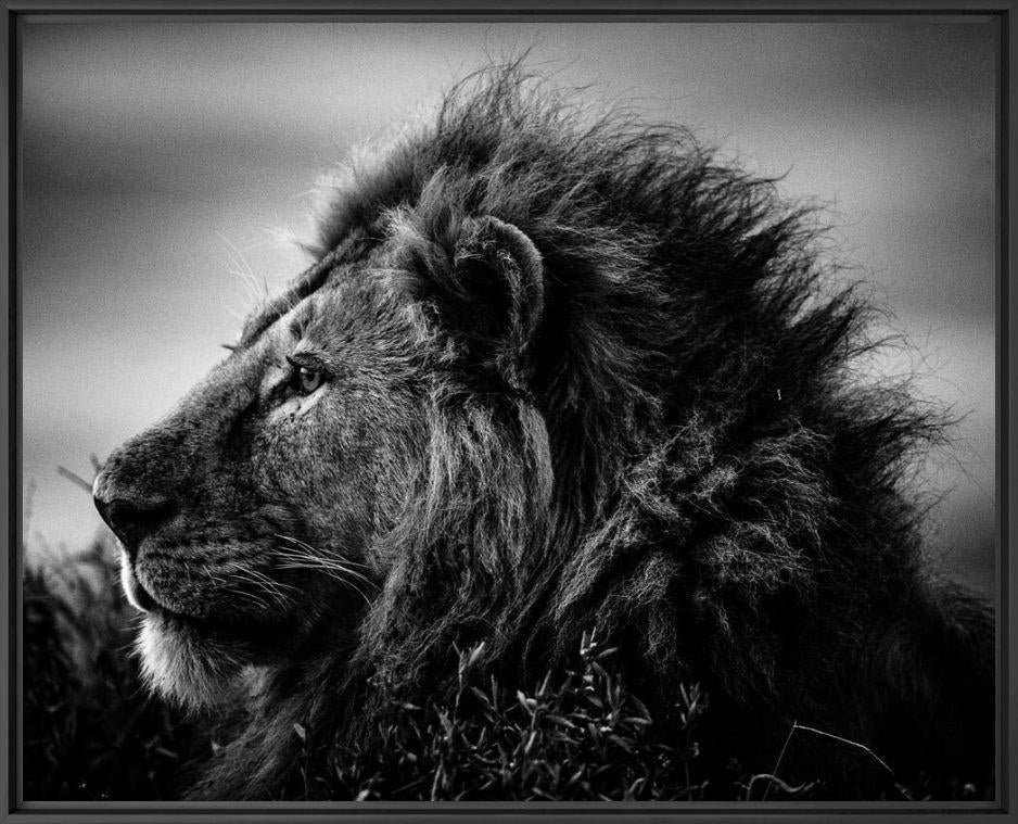 Laurent Baheux - STRONG AND SWEET LION, Ingelijst, 100 cm, Flora en Fauna, 126 cm