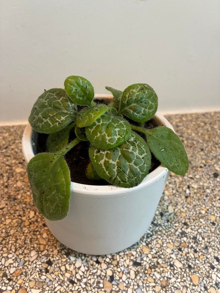 Turtleplant Streptocarpus Pretty turtle met witte stenen pot, Ophalen, Halfschaduw, Minder dan 100 cm