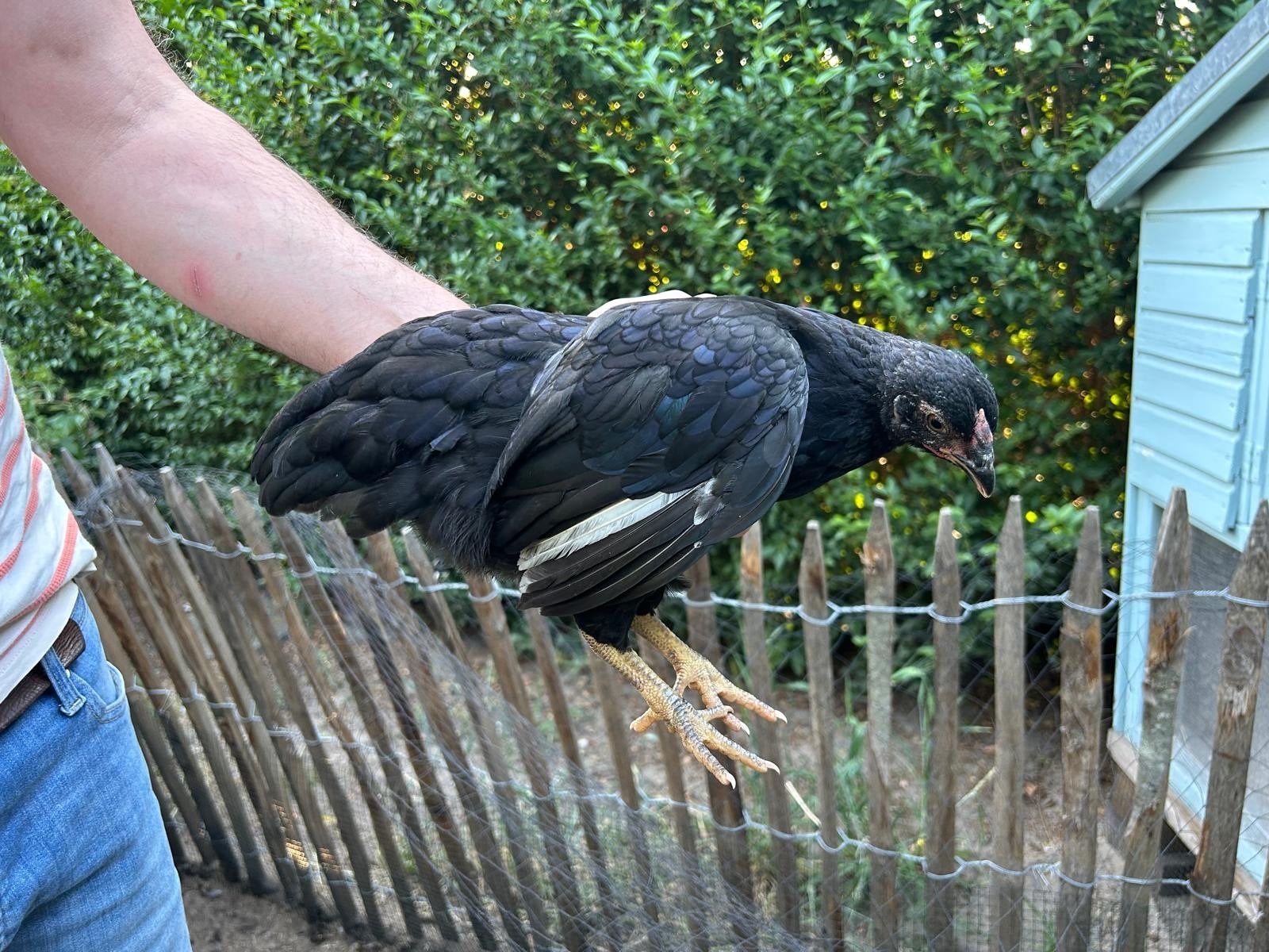 Wyandotte krielkippen en haantjes 11 wk, Meerdere dieren, Kip