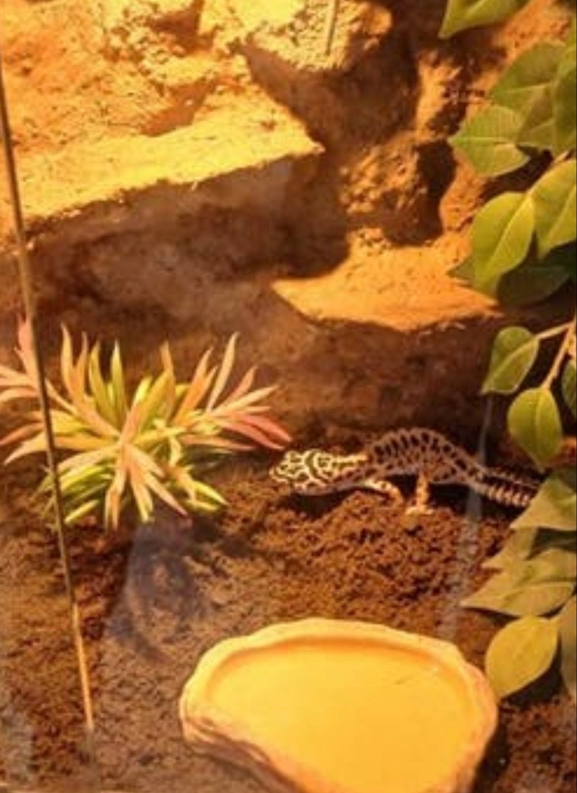 Luipaardgekko+terarrium gezocht, Hagedis, 0 tot 2 jaar