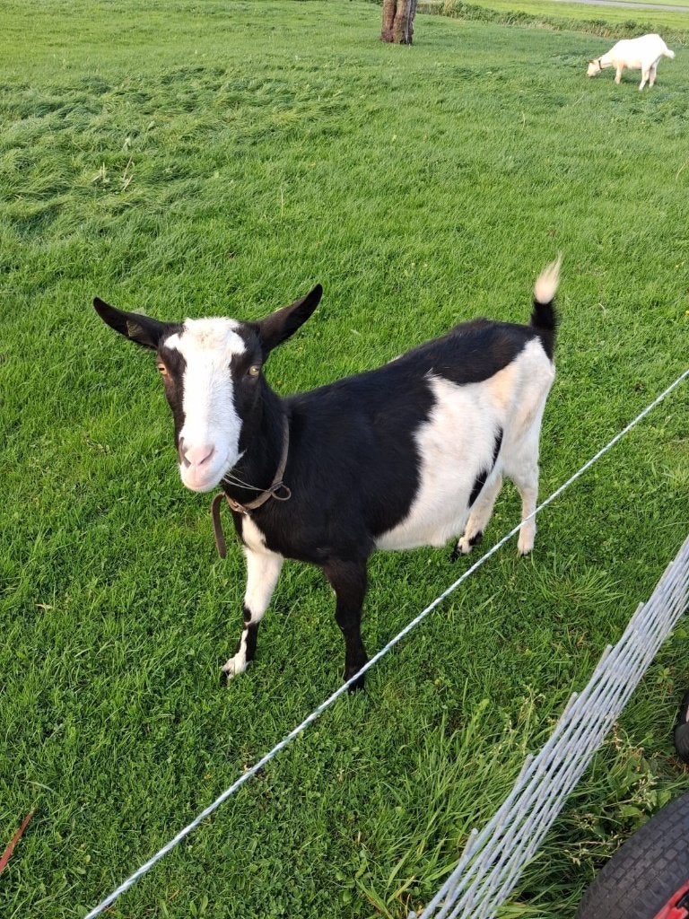 Mooie lieve geit, Vrouwelijk, Geit, 0 tot 2 jaar