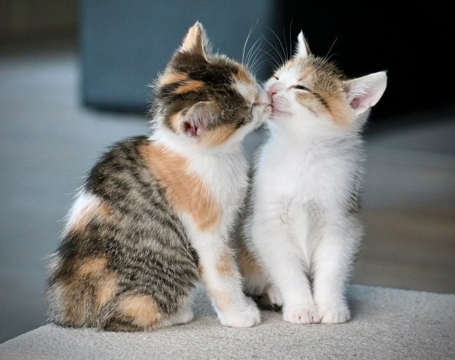 Kittens, Meerdere dieren, Kortharig, 0 tot 2 jaar