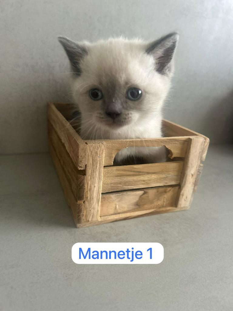 Laatste Britse korthaar kitten beschikbaar, Meerdere dieren, Ontwormd, 0 tot 2 jaar