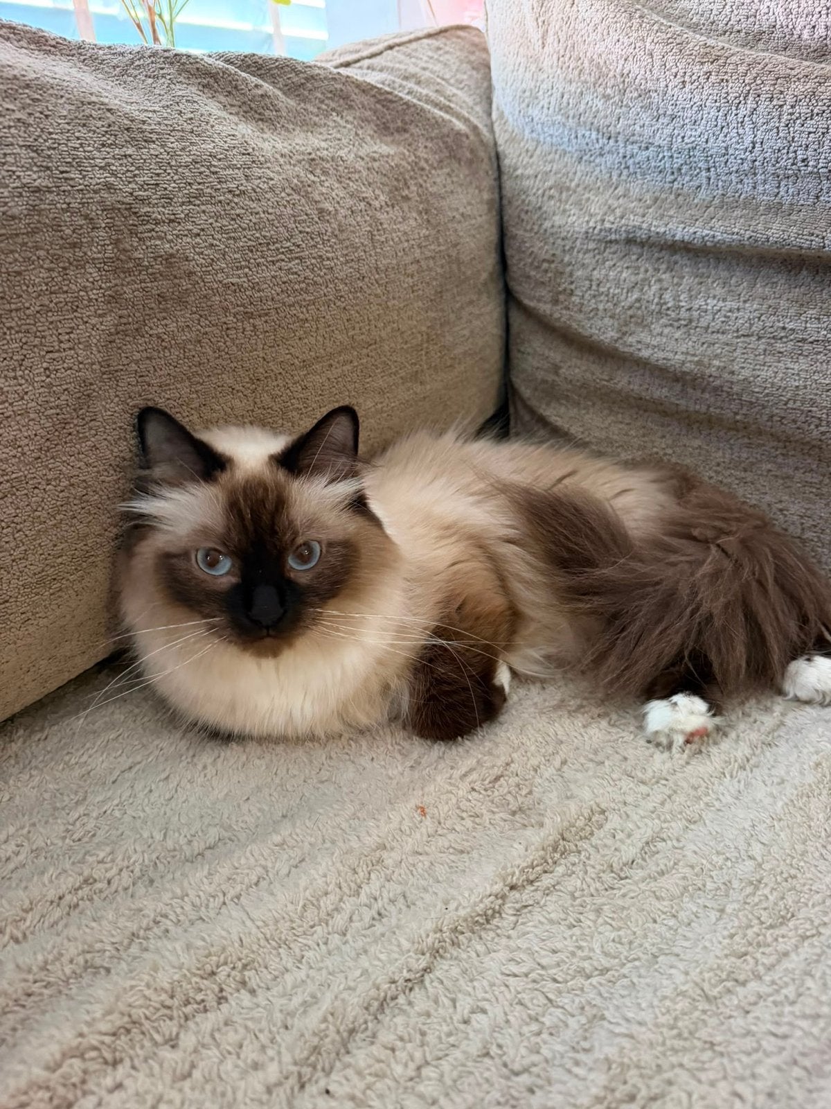 Ragdoll poes pip, Dieren en Toebehoren, Poes, Gechipt