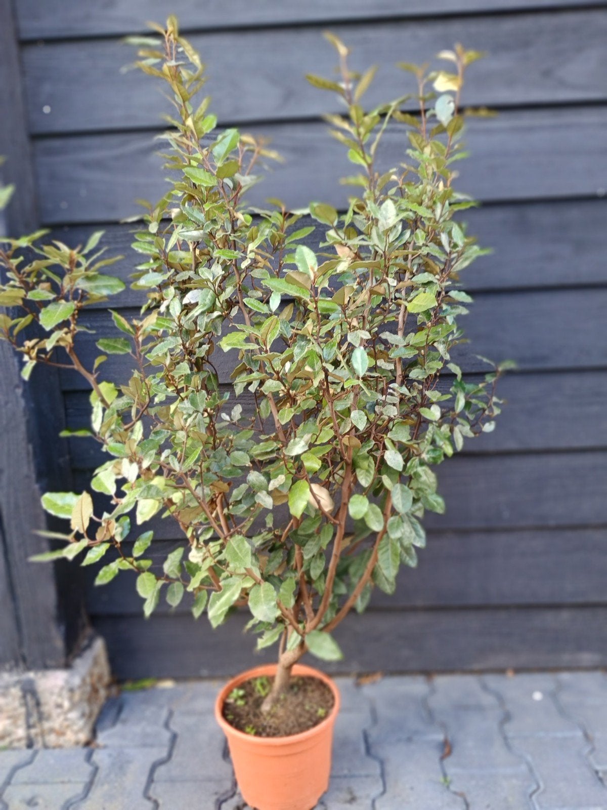 Elaeagnus ebbingei 'Compacta' (Olijfwilg), Ophalen, Overige soorten, Haag, 100 tot 250 cm