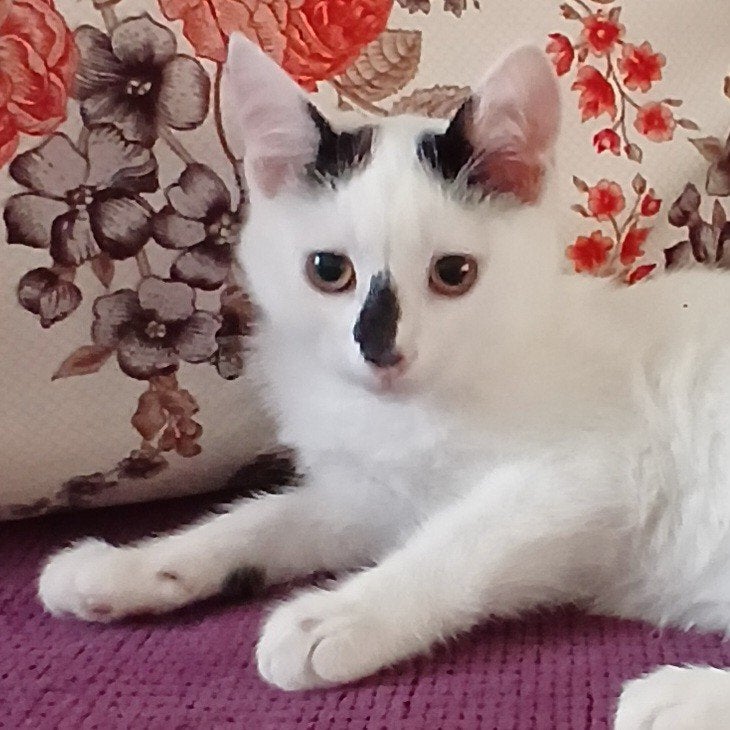 Kittens en katten zoeken baasje, Dieren en Toebehoren, Meerdere dieren, Gechipt