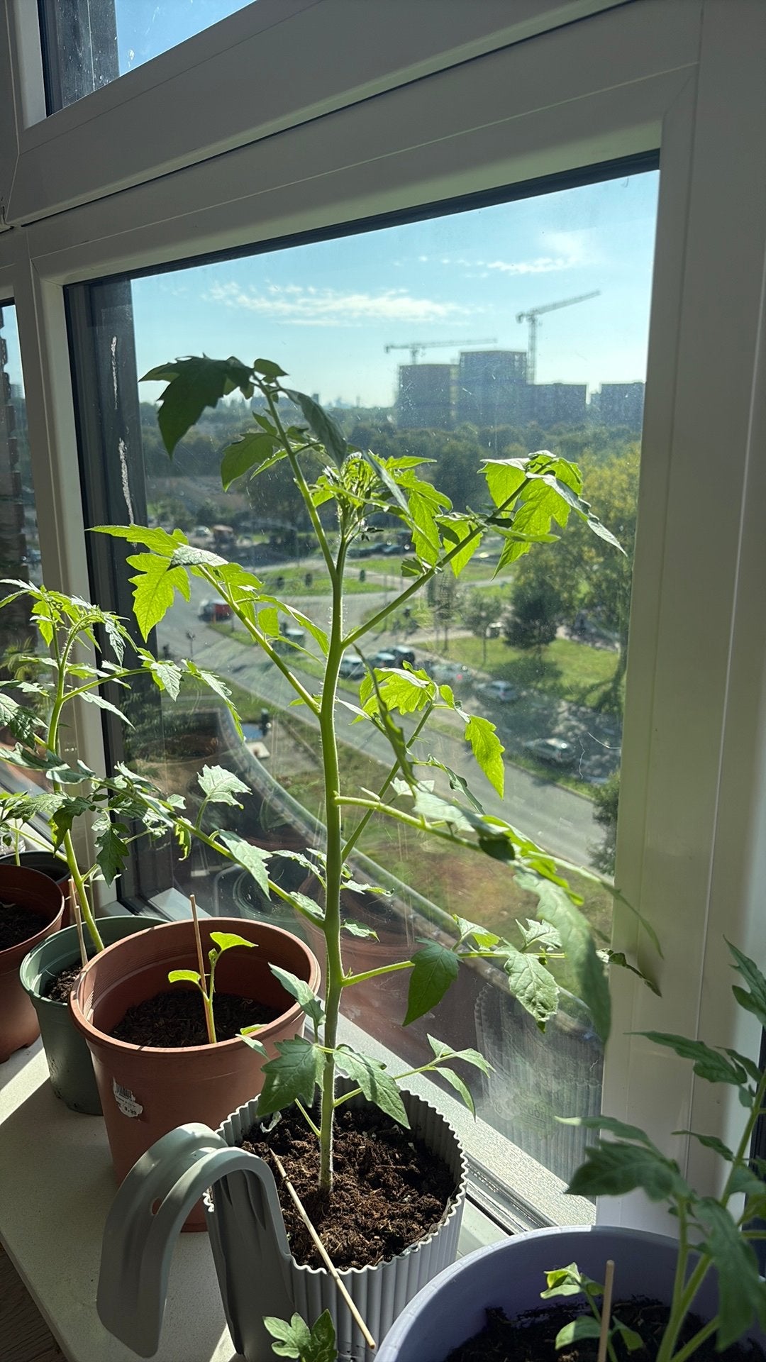Tomaten planten en meloen plantjes, Ophalen, Volle zon, Overige soorten, Minder dan 100 cm