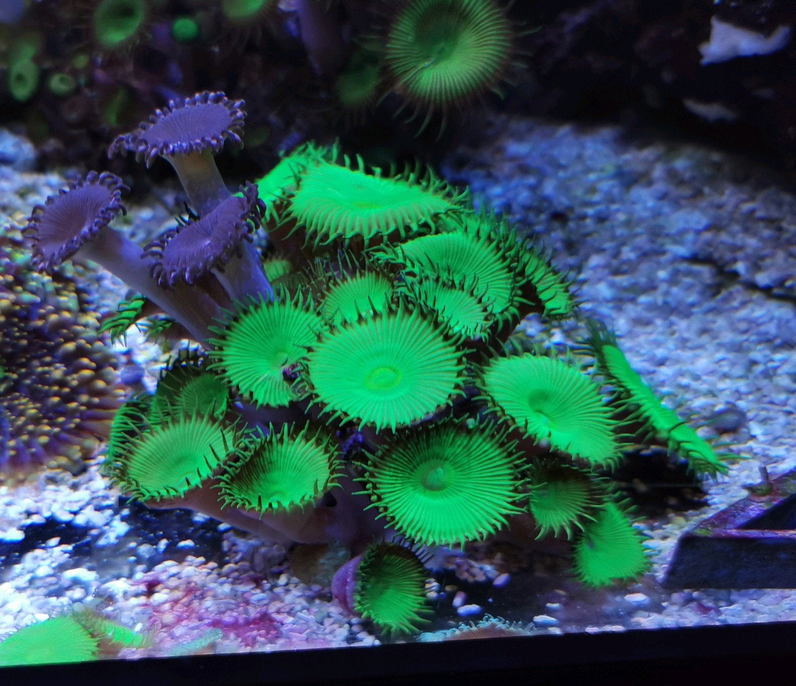 Steen met groene spijkerpoliepen en alien explosien zoa, Overige typen