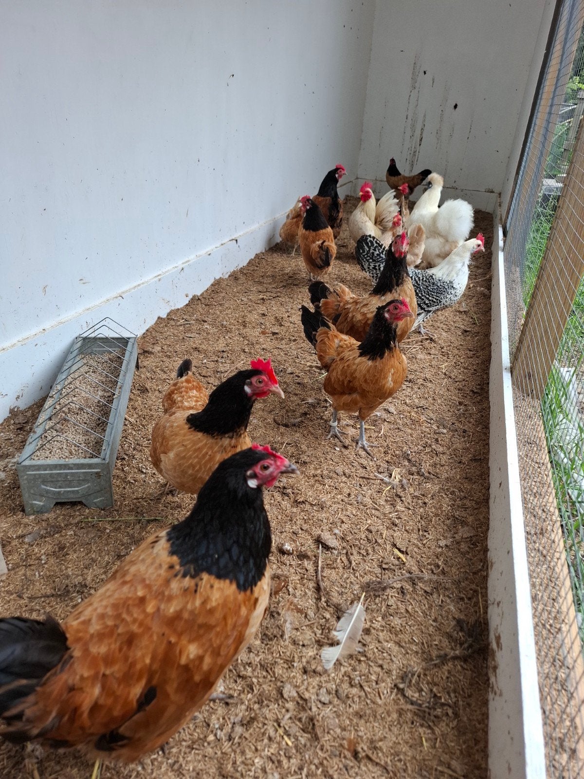 wyandotte krielen, Dieren en Toebehoren, Pluimvee, Vrouwelijk, Kip