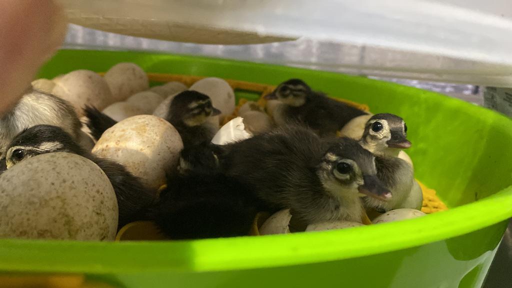 Kuikens carolina eend, Dieren en Toebehoren, Pluimvee, Geslacht onbekend, Eend
