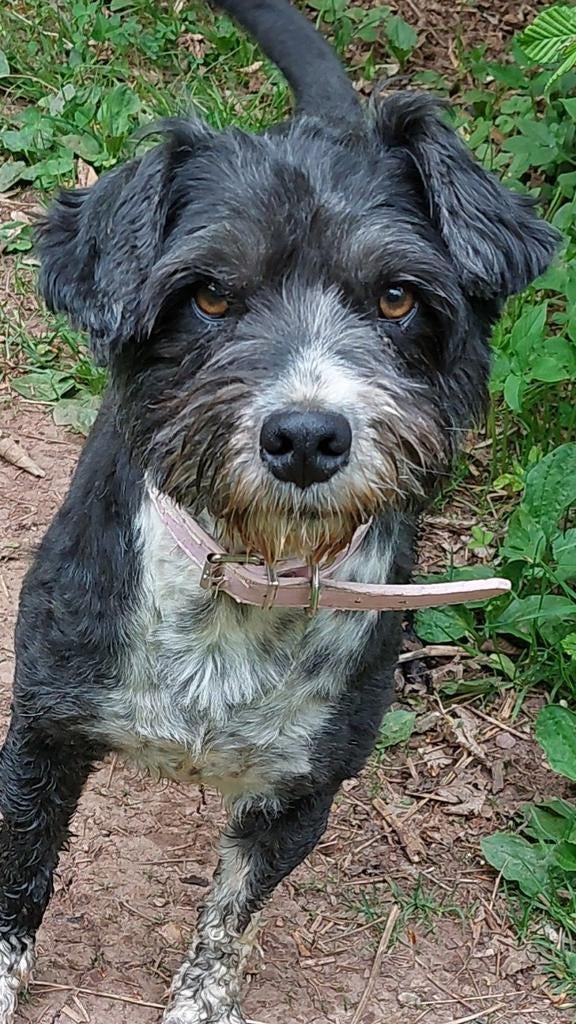 Dani zoekt een lieve baas!, Dieren en Toebehoren, Honden | Niet-rashonden, Handelaar, Buitenland, Teef, Parvo