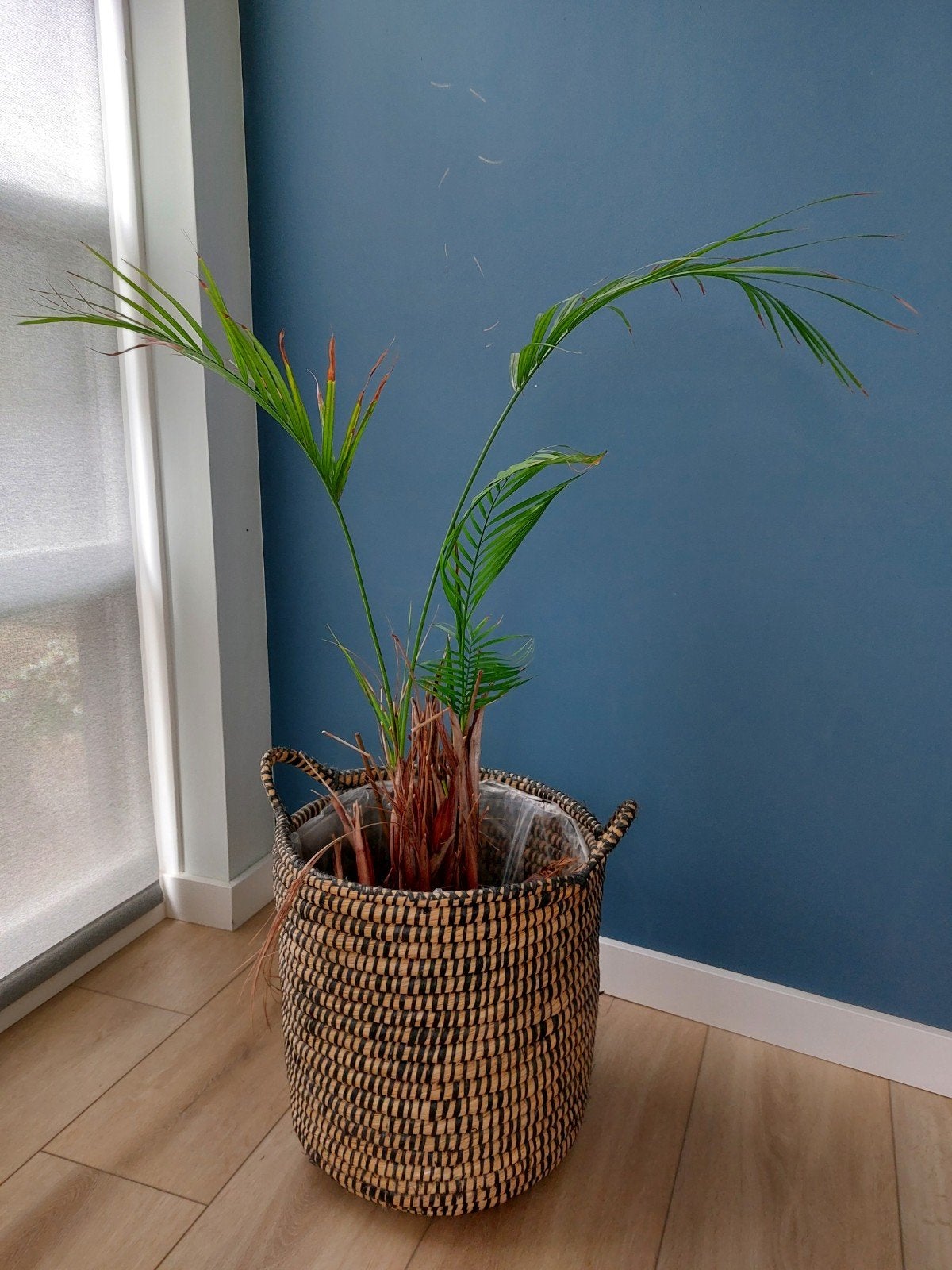 Grote rieten mand met palm, Ophalen