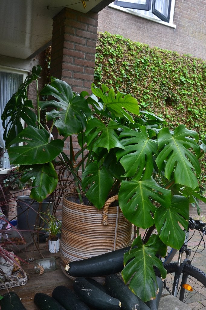 Een mooie plant met bloembak erbij, Ophalen, 100 tot 150 cm, Overige soorten, Halfschaduw