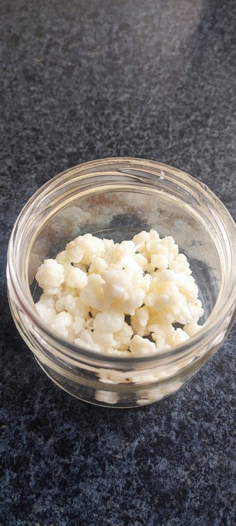 Probiotica melk kefir plant korrels  biologisch Nijmegen, Ophalen