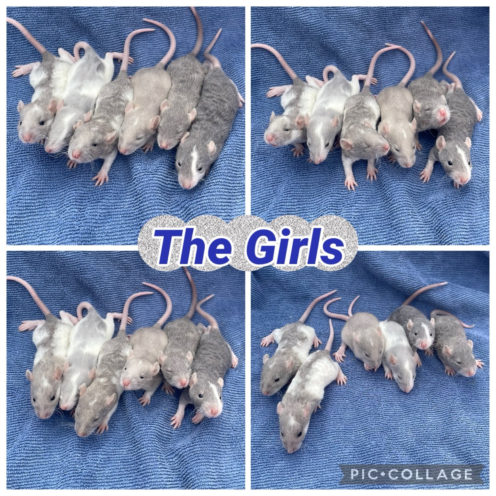 Nog 2 lieve meisjes zoeken een warme thuis! !!A6 en A8!!, Rat, Juli, Meerdere dieren, Tam