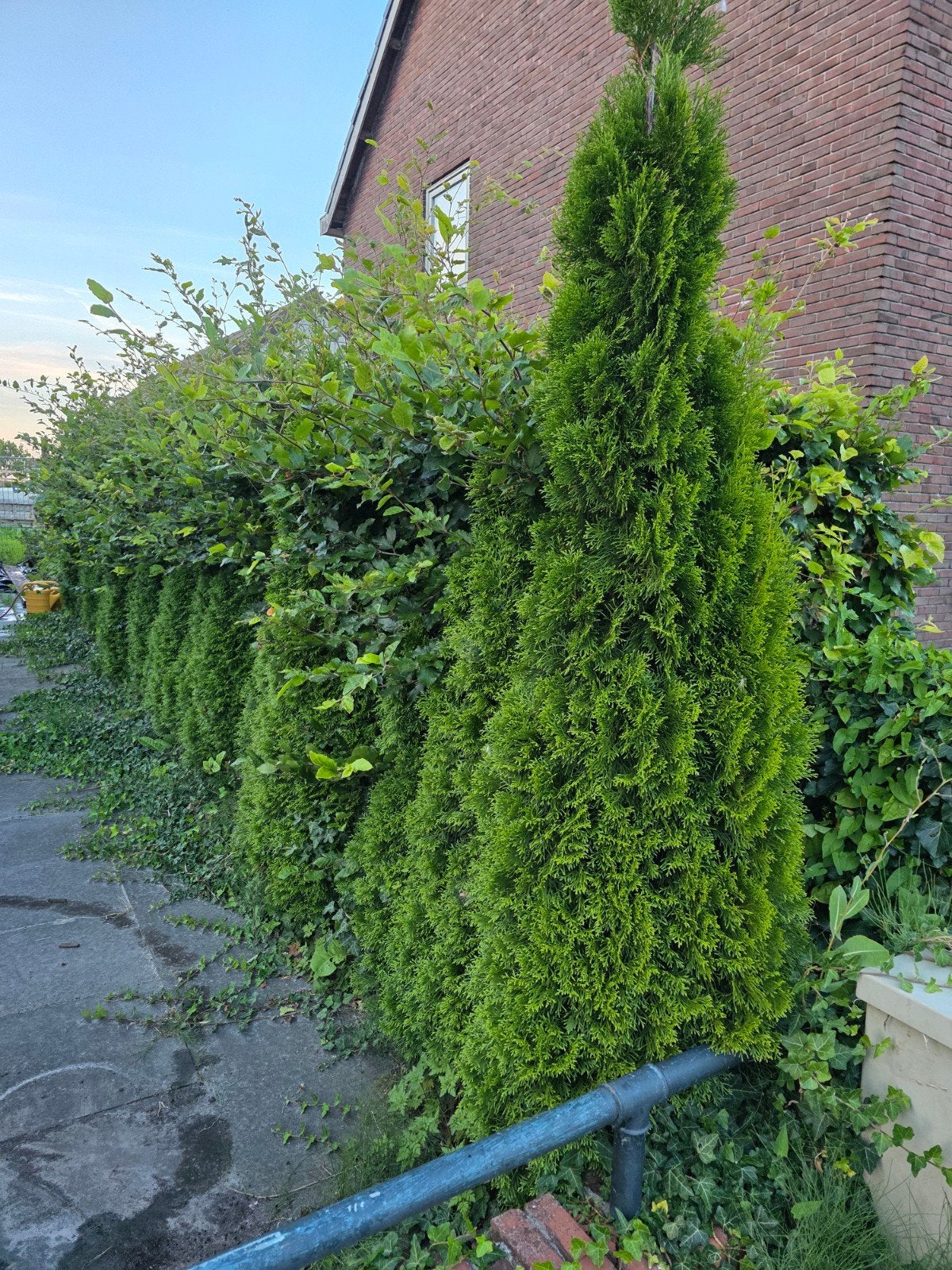 GRATIS: 24 coniferen. zelf er uithalen, Tuin en Terras, Ophalen, Conifeer, 100 tot 250 cm