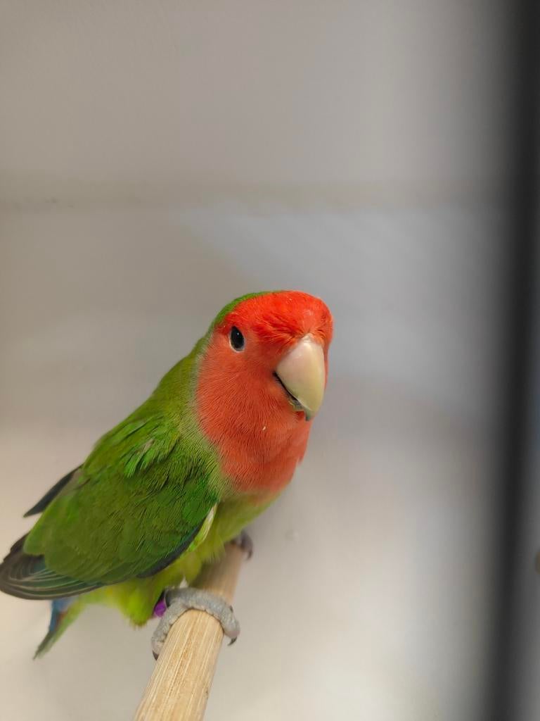 Mooie groene man, Dieren en Toebehoren, Vogels | Parkieten en Papegaaien, Mannelijk, Dwergpapegaai of Agapornis, Geringd