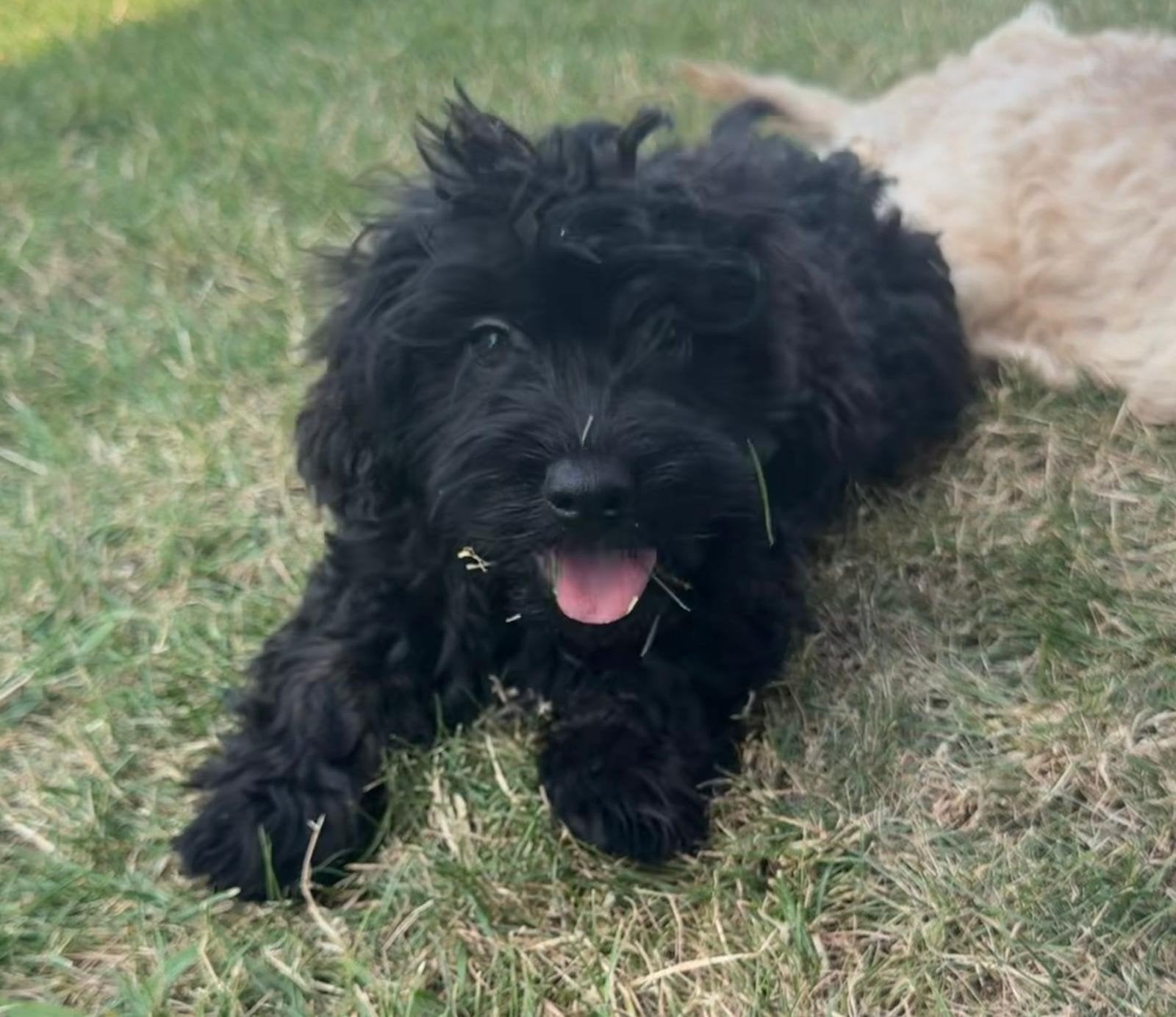 Leuke cockapoo x boomer pups, Parvo, Overige rassen, 8 tot 15 weken, Meerdere