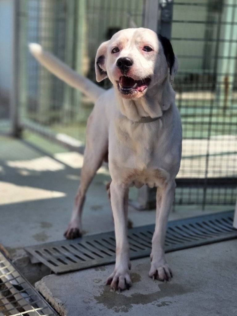 ACE: Seamus is een lief hondje dat heel veel te bieden heeft, Dieren en Toebehoren, Honden | Niet-rashonden, 6 jaar of ouder, Particulier