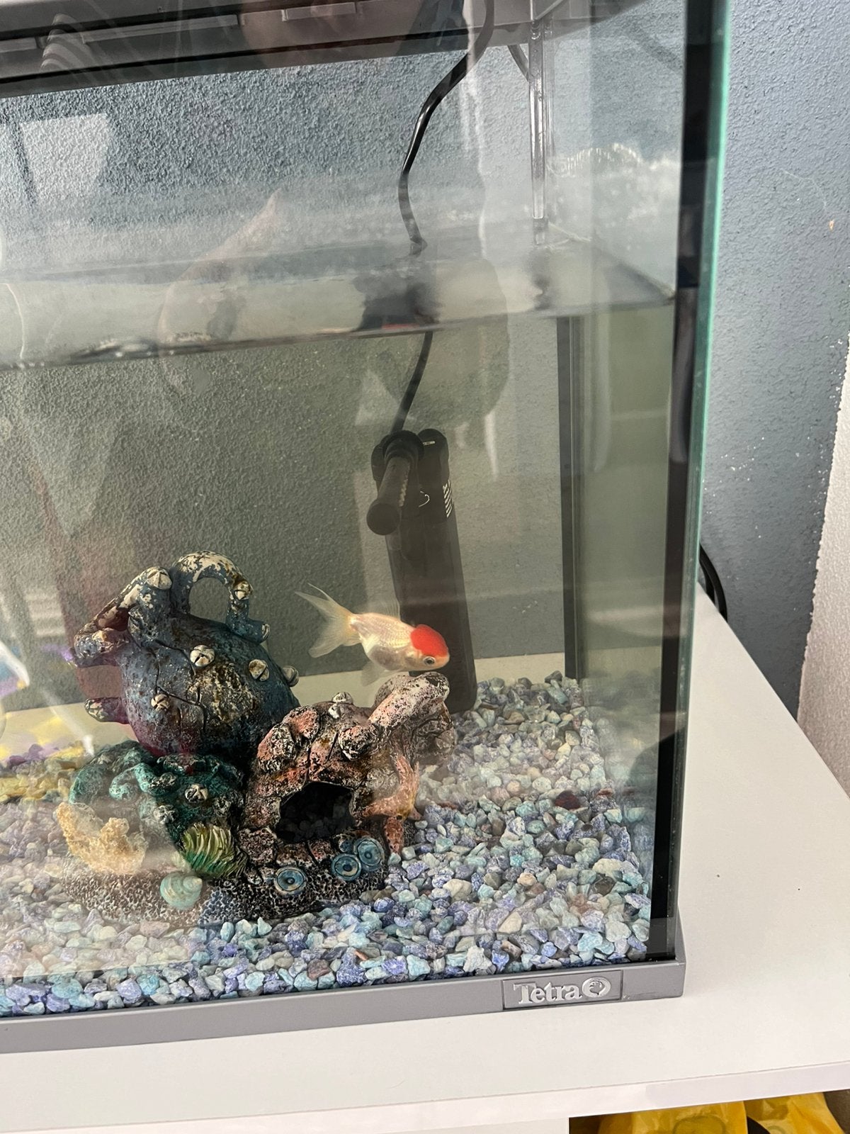 Aquarium, Ophalen of Verzenden, Zo goed als nieuw, Leeg aquarium