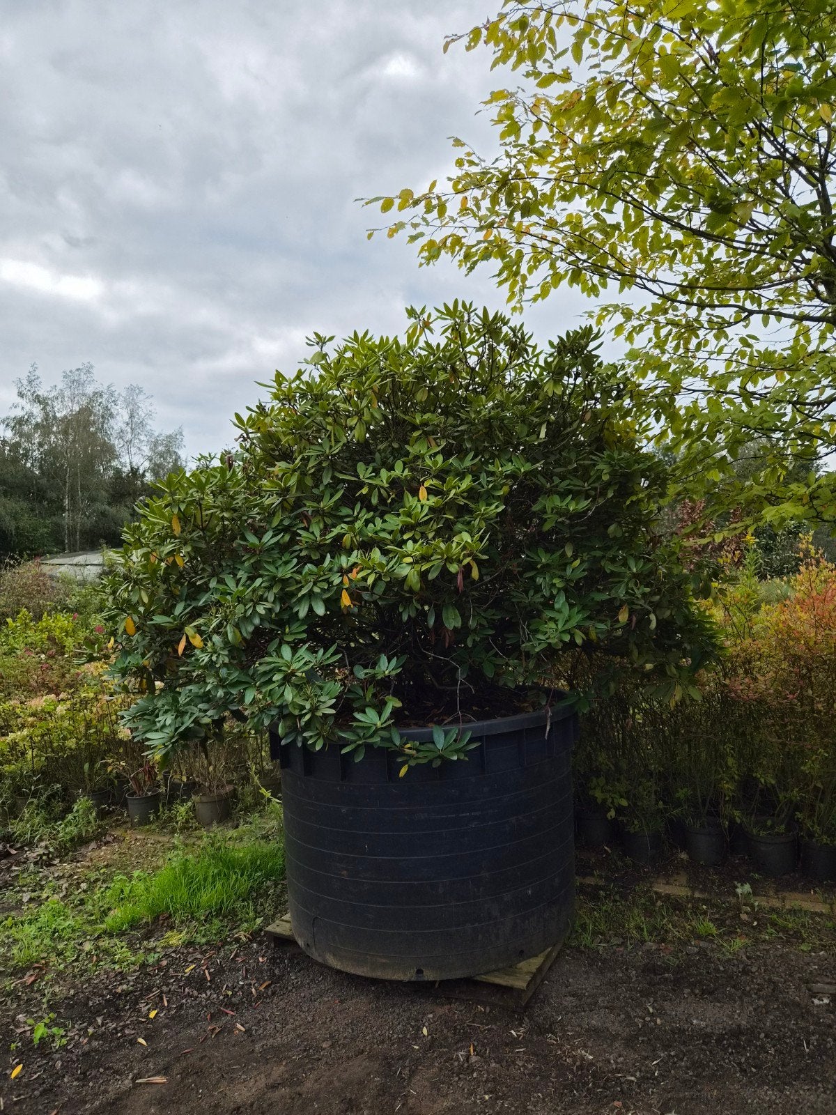 XXL Rhododendron - Vraag naar de mogelijkheden, Vaste plant, Halfschaduw, Lente, Ophalen