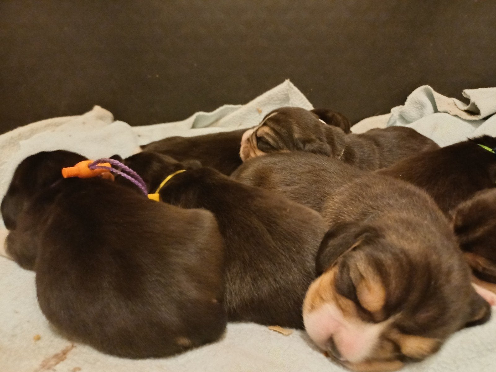 Truus met haar puppys, 4 reutjes 3 teefjes, Parvo, 8 tot 15 weken, Meerdere, Meerdere dieren