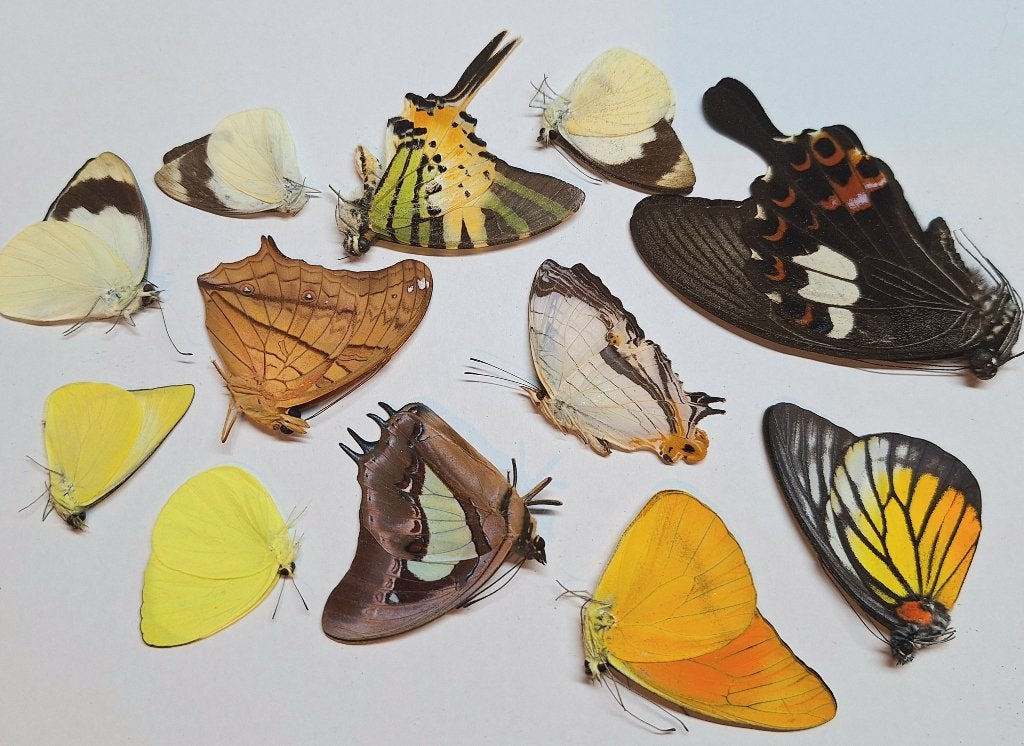Mix 10 ongeprepareerde vlinders, Ophalen of Verzenden, Nieuw, Insect, Opgezet dier
