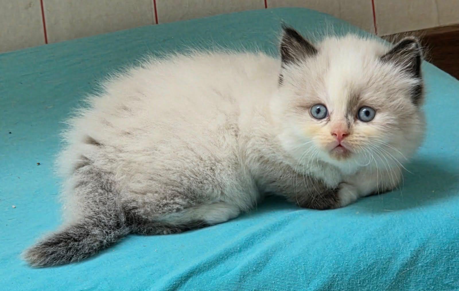 Ragdoll kitten, 0 tot 2 jaar