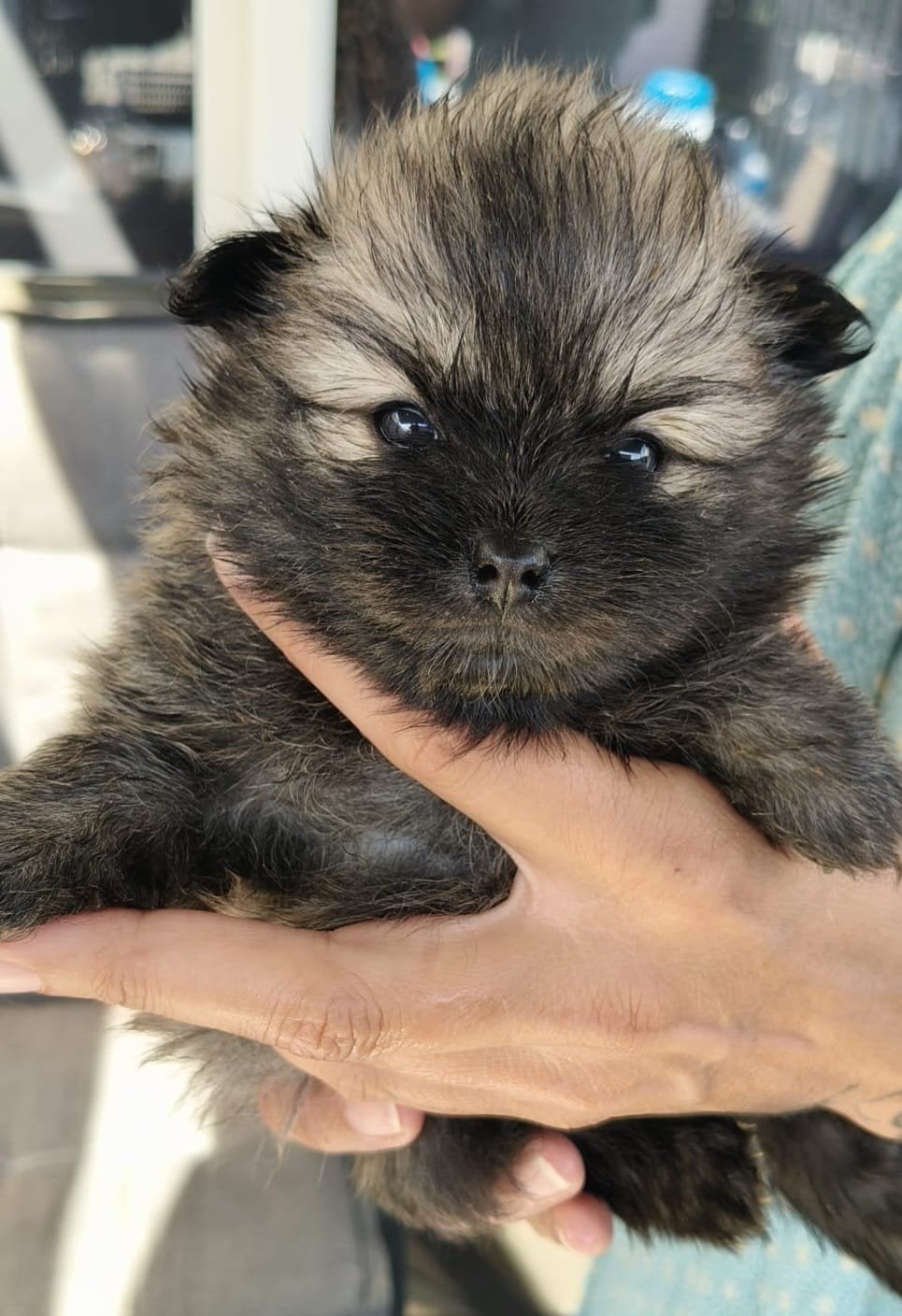 pomeriaan pups, Dieren en Toebehoren, Honden | Chihuahua's en Gezelschapshonden, Overige rassen, 8 tot 15 weken, Meerdere, Meerdere dieren