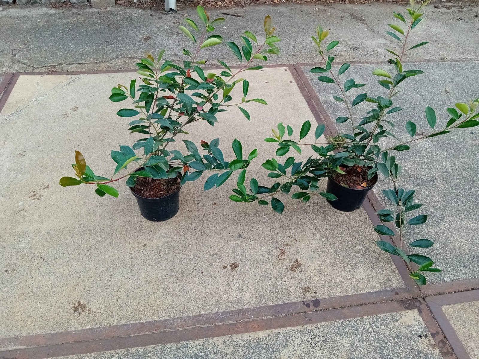 Photinia fr. Red Robin (glansmispel) 40-60-80 in pot, Tuin en Terras, Ophalen of Verzenden, Overige soorten, 100 tot 250 cm