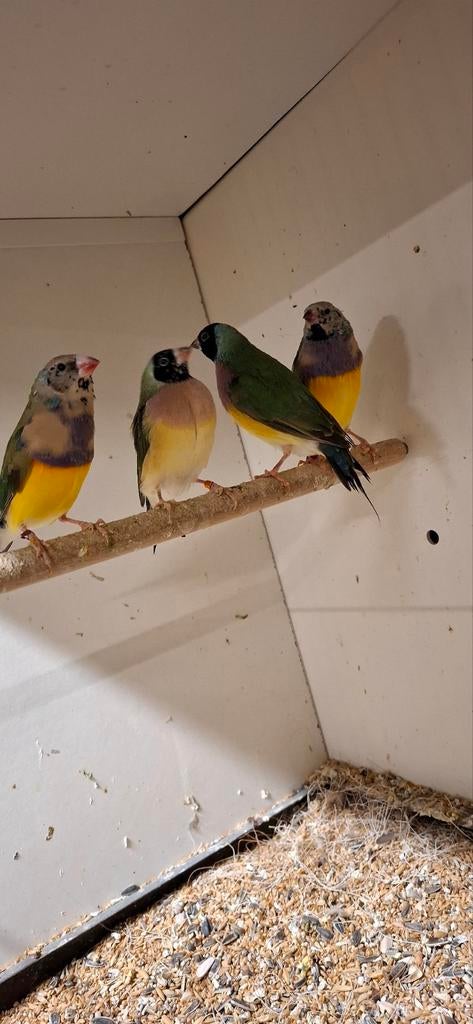 Gouldamadine, Meerdere dieren