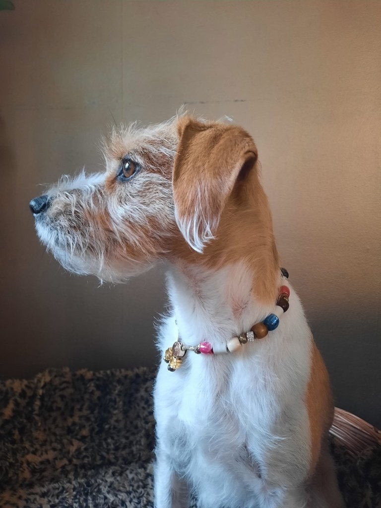 Nieuwe tekenketting voor de hond met EMX kralen, Overige merken, Ophalen of Verzenden, Nieuw, Overige typen