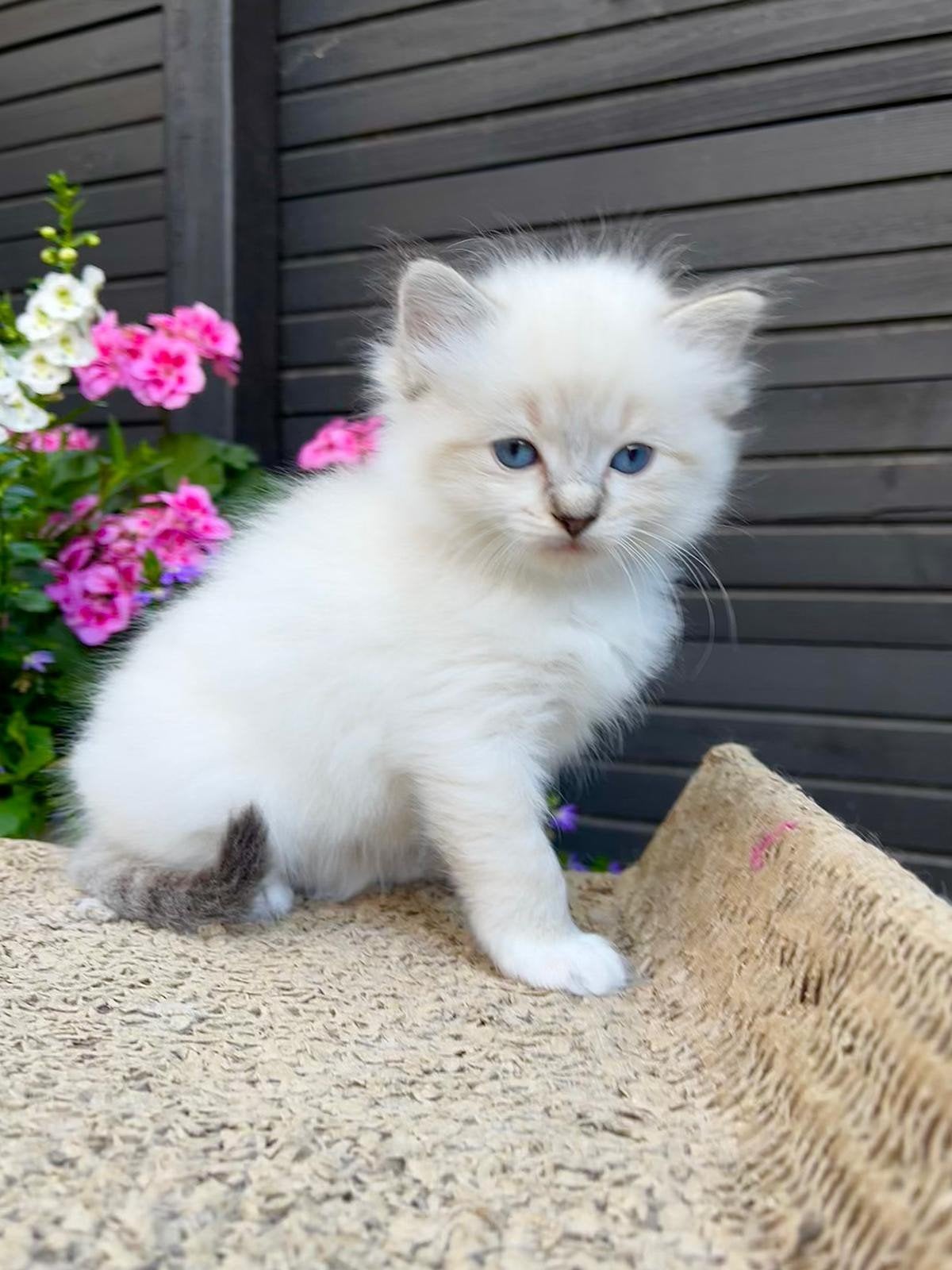 Ragdoll kitten met stamboom – June, Poes, Met stamboom, 0 tot 2 jaar