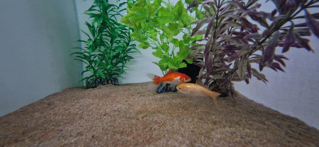 2 leuke goudvissen, Dieren en Toebehoren, Vissen | Vijvervissen, Goudvis(sen)