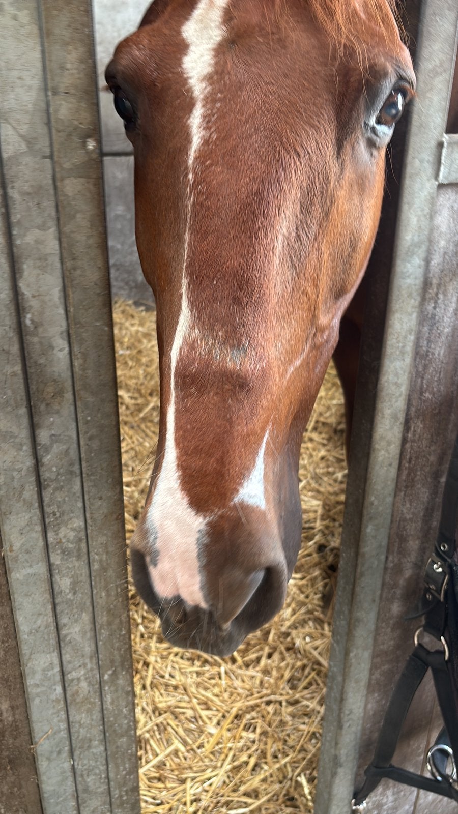 Verzorg pony gezocht, Dieren en Toebehoren, Stalling en Weidegang