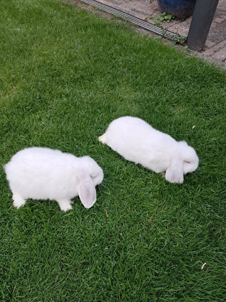 Rasechte Duitse hangoren wit, Dieren en Toebehoren, Konijnen, Meerdere dieren, Middelgroot, 0 tot 2 jaar