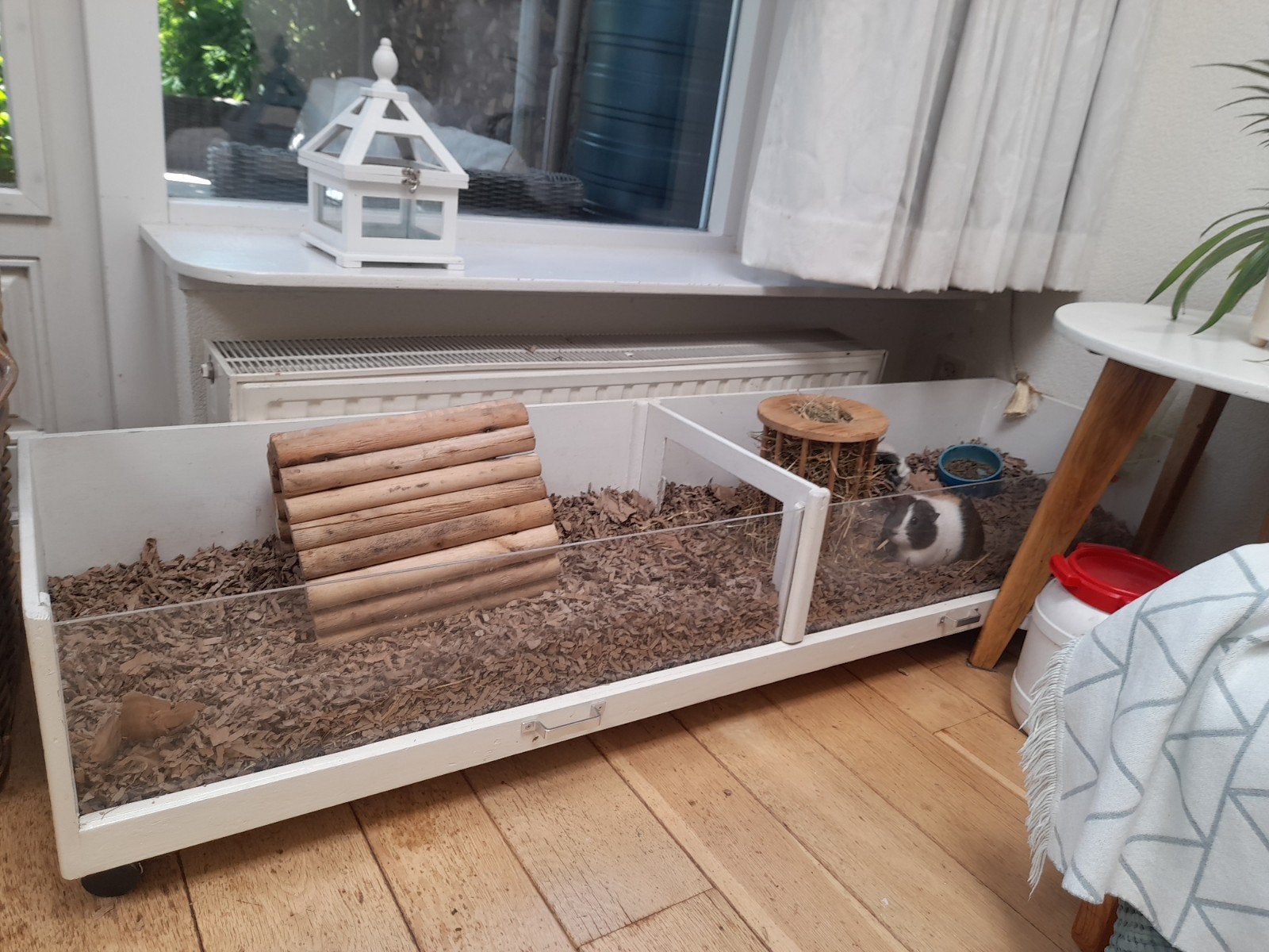Cavia's 4jr+ (tamme castraat & lief zeugje) zoeken nw huisje, Cavia, December, Meerdere dieren, Tam