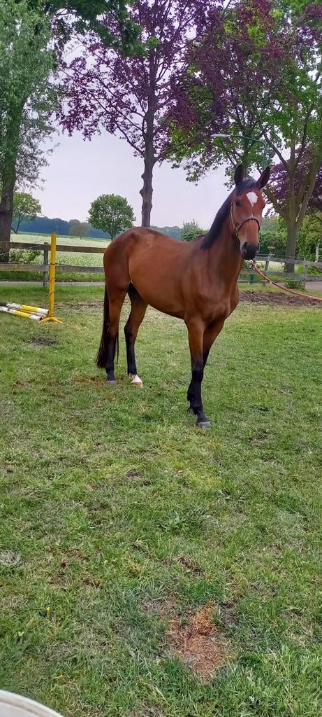 4 jarige merie spring gefokt, Dieren en Toebehoren, Merrie, Dressuurpaard