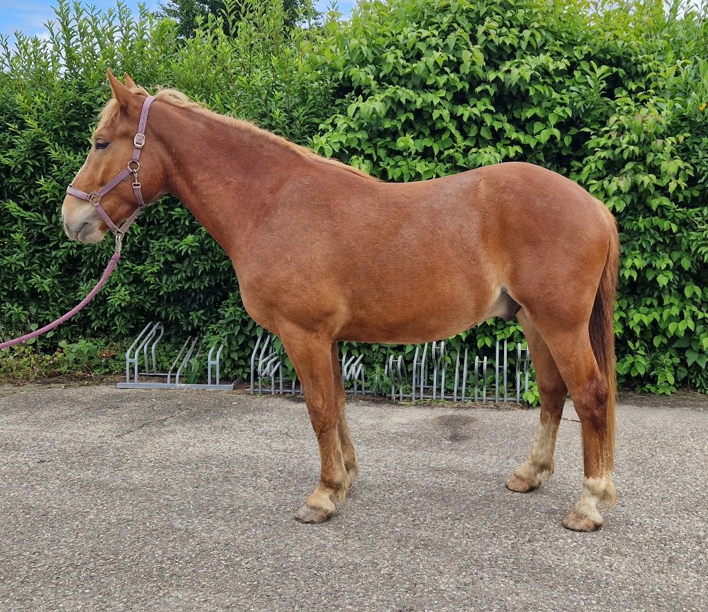 Onbeleerde 3 jarige ruin, Dieren en Toebehoren, Paarden, Ruin, Onbeleerd, 160 tot 165 cm, 3 tot 6 jaar, Dressuurpaard, Gechipt