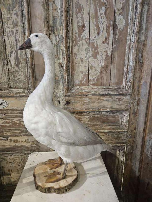 opgezette gans ``WOONWINKEL RUSTIEK``, Verzamelen, Ophalen, Gebruikt, Vogel, Opgezet dier