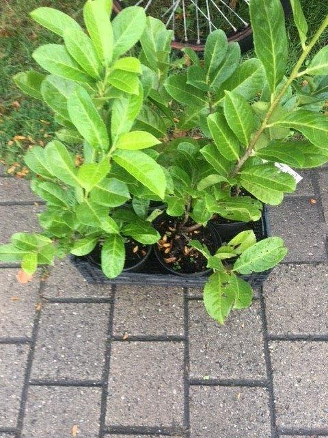 Prunus Lauroserasus "Rotundifolia" Laurier, Tuin en Terras, Planten | Tuinplanten, Volle zon, Vaste plant, Zomer, Ophalen