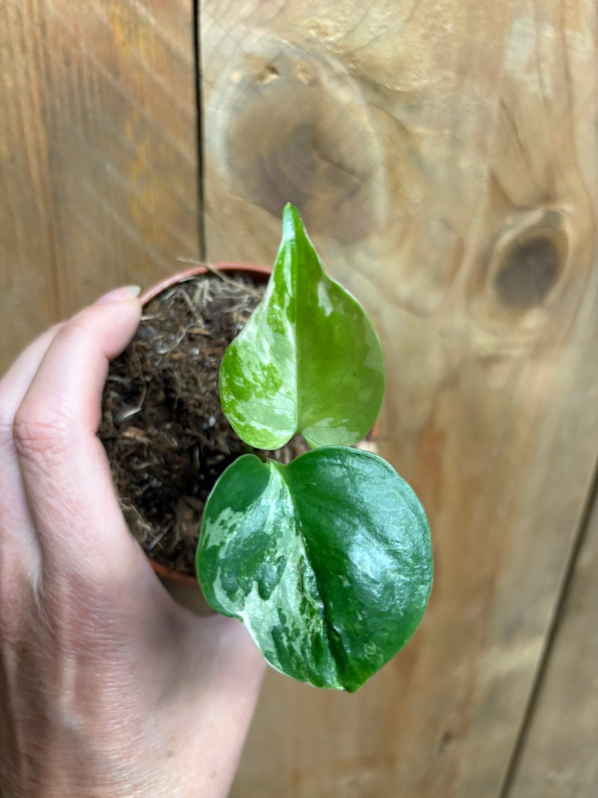 Monstera deliciosa variegata plant albo white wit mint, Huis en Inrichting, Kamerplanten, Ophalen of Verzenden, Halfschaduw, Minder dan 100 cm